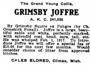 Grimsby Joffre (241035) | Rough Collie 