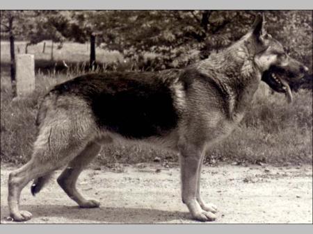 Axel vom Oberscholvenerweg | German Shepherd Dog 