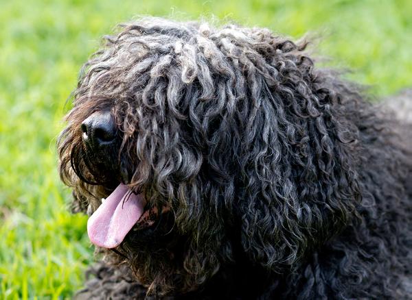 Tarugo del Morruo | Spanish Water Dog 