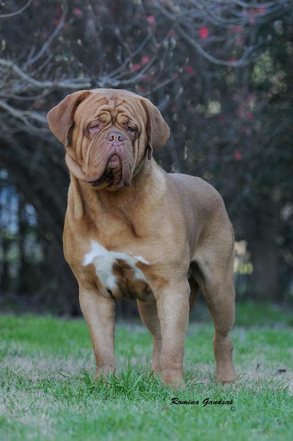 Dentside Star in his Eyes | Dogue de Bordeaux 