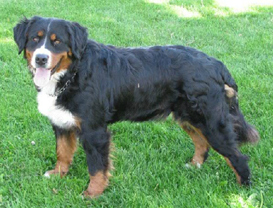 Polly Spring | Bernese Mountain Dog 