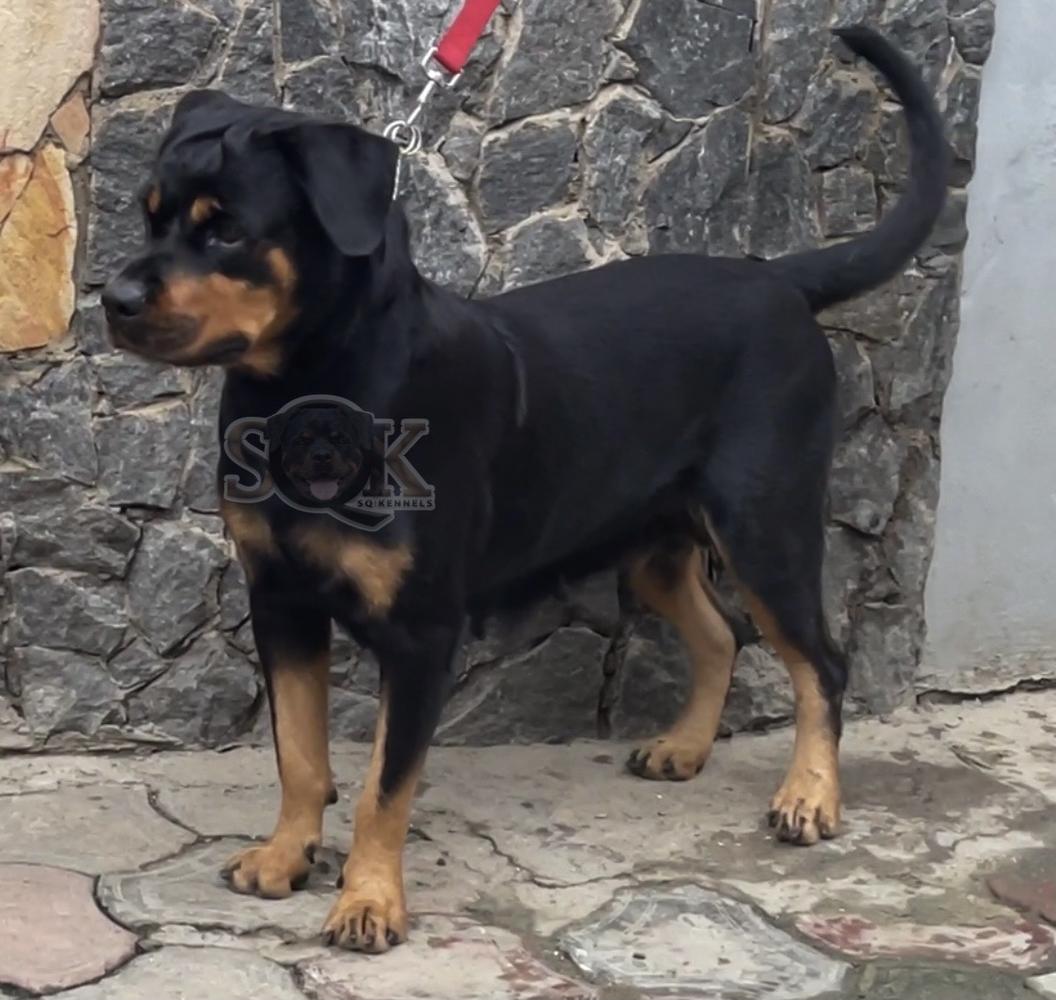ABBY UDK | Rottweiler 