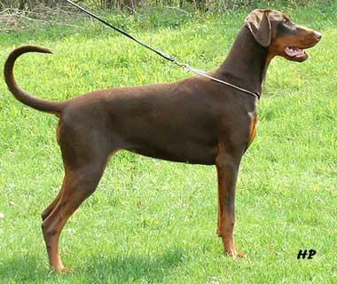 Little League's Favorite Ace | Brown Doberman Pinscher