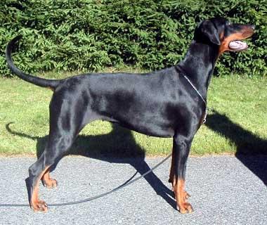 Little League's Frosty Joy | Black Doberman Pinscher