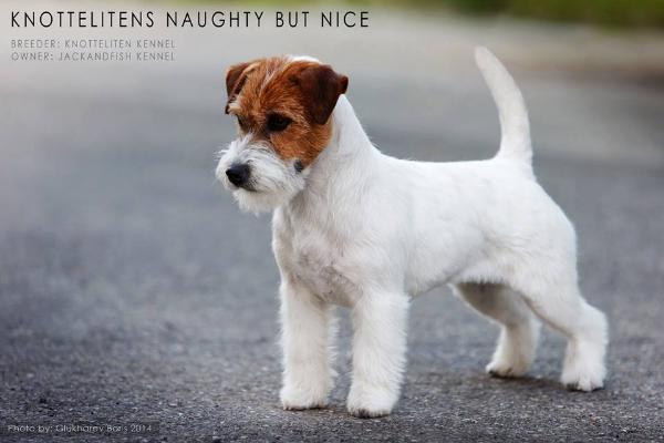 Knotteliten's Naughty But Nice | Jack Russell Terrier 