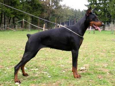 Little League's Gothic Angel | Black Doberman Pinscher