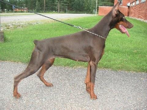 Little League's Golden Touch | Brown Doberman Pinscher