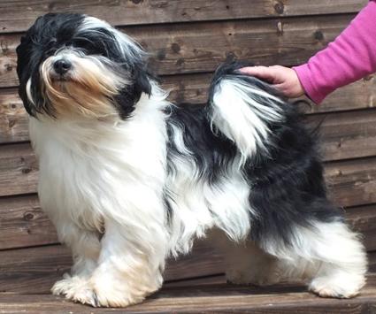 GULGATES ICE GALA | Tibetan Terrier 