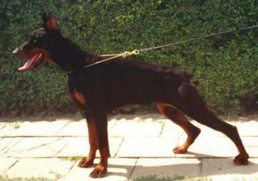 Esmir de Salvo Windsor | Black Doberman Pinscher