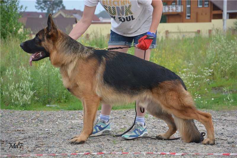 Maris de Flor Bruklin | German Shepherd Dog 