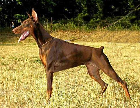 Izis Gabi Vigo | Brown Doberman Pinscher