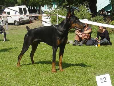 Ivo Gabi Vigo | Black Doberman Pinscher