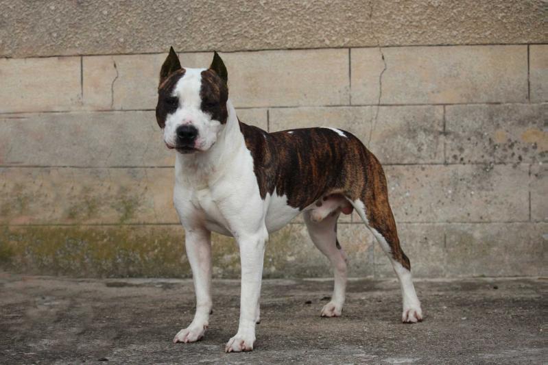 Psyche destiny Orion the Celestial Equator | American Staffordshire Terrier 