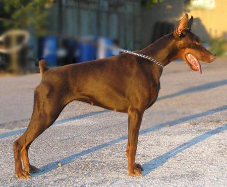 Mocca Gabi Vigo | Brown Doberman Pinscher