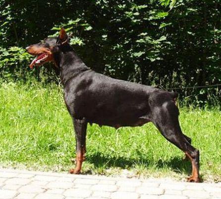 Kobra z Nory Susla | Black Doberman Pinscher