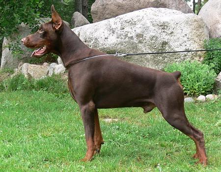 Sant Kreal Jago | Brown Doberman Pinscher