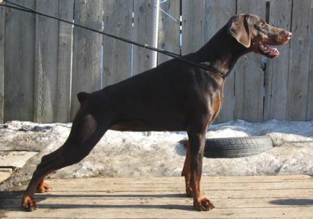 Sant Kreal Java | Brown Doberman Pinscher