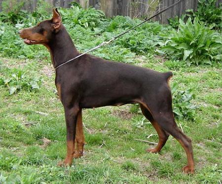 Sant Kreal Jasno Solnyshko | Brown Doberman Pinscher