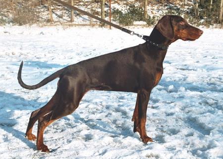 Sant Kreal Jashma For Hellfire | Brown Doberman Pinscher