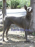 BLUE ZIRCON NOPPAKAO | Thai Ridgeback 