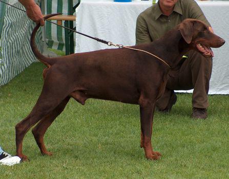 Ivanhoe v. Residenzschloss | Brown Doberman Pinscher