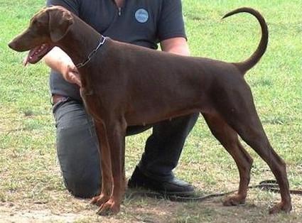 Isaboe v. Residenzschloss | Brown Doberman Pinscher