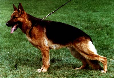 Jalk von der Steinhägerquelle | German Shepherd Dog 