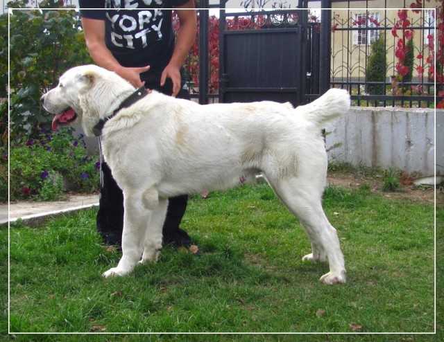 Zyngara s Vostoka Dalnego | Central Asian Shepherd Dog 