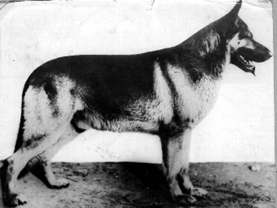 Munko von der Hohen Fichte | German Shepherd Dog 