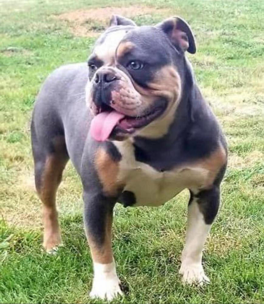 Shoemakers Voodo Queen | Olde English Bulldogge 