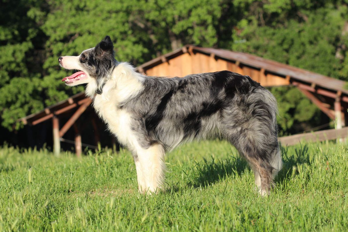 Aela The Huntress | Border Collie 