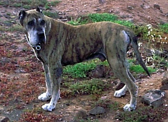 Neron (de Andres Vicente) | Perro de Presa Canario 