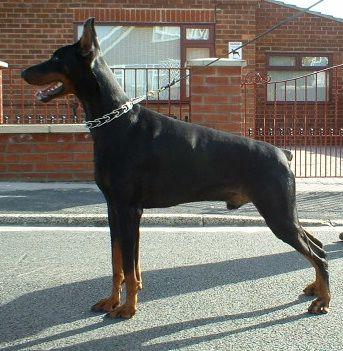 Forto Betelges | Black Doberman Pinscher