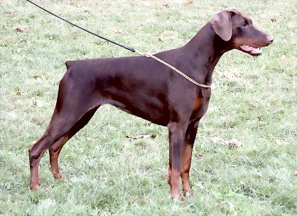 Vonedstram The Vixen | Brown Doberman Pinscher