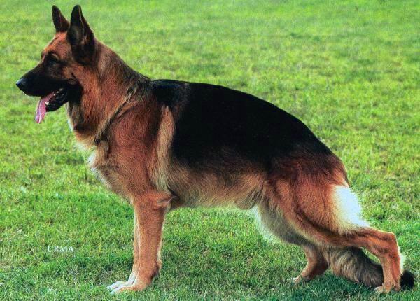 Matty von der Wienerau | German Shepherd Dog 