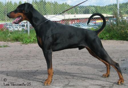 Potter del Conte Drago | Black Doberman Pinscher