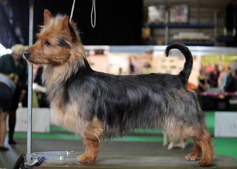 HORRIEGLEN SUPA STRIKE FORCE | Australian Terrier 