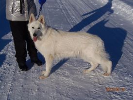 Moonscape´s Whisper of  the Heart | White Swiss Shepherd Dog 