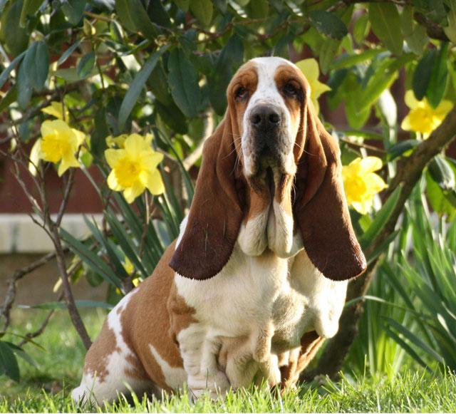 George sand du Haras de la Vergne | Basset Hound 