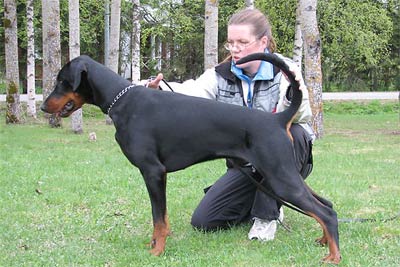 Denwest Dervish-D | Black Doberman Pinscher