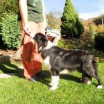 Bastien Kind-hearted Royal Fellow | Border Collie 