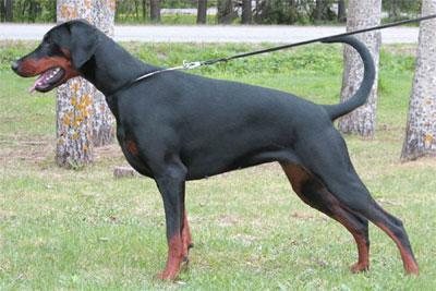 Denwest Dillydallydroll | Black Doberman Pinscher