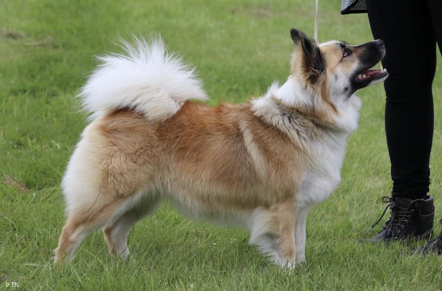 Stjörnuljósa Ríma | Icelandic Sheepdog 