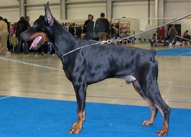 Teraline Admiral | Black Doberman Pinscher