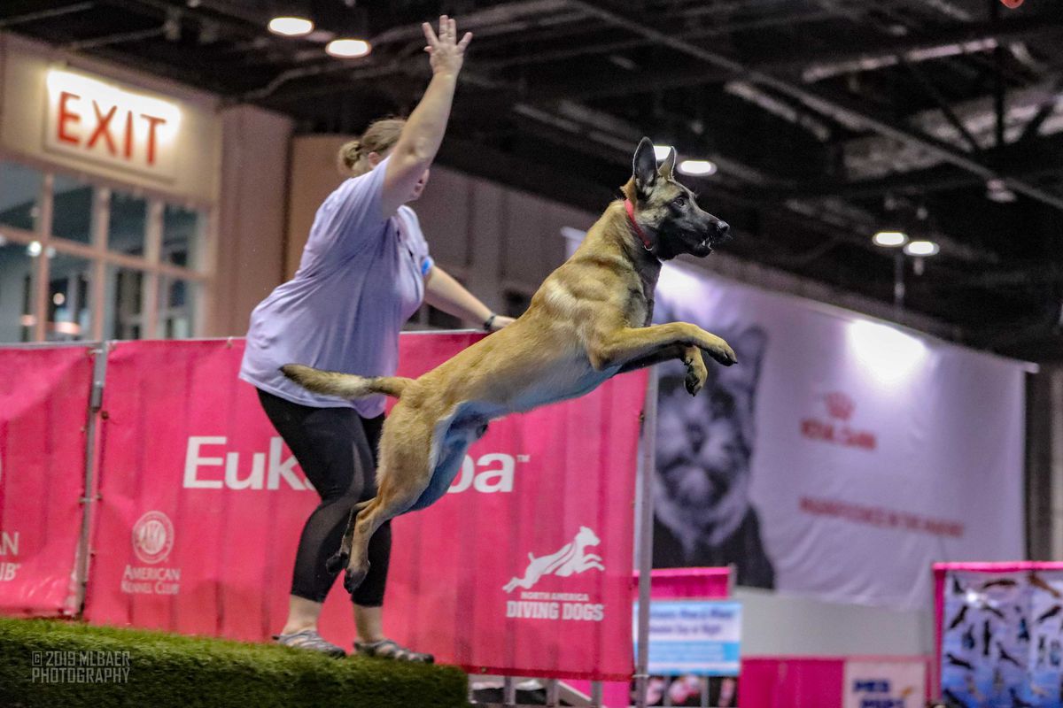 Red Bird vom Skyfall | Belgian Malinois 