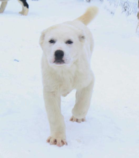 Gular Azia Mirhan | Central Asian Shepherd Dog 