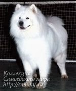 Angel Ayona Daniel | Samoyed 