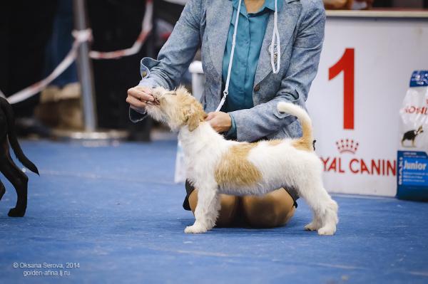 Khalissi Air | Jack Russell Terrier 