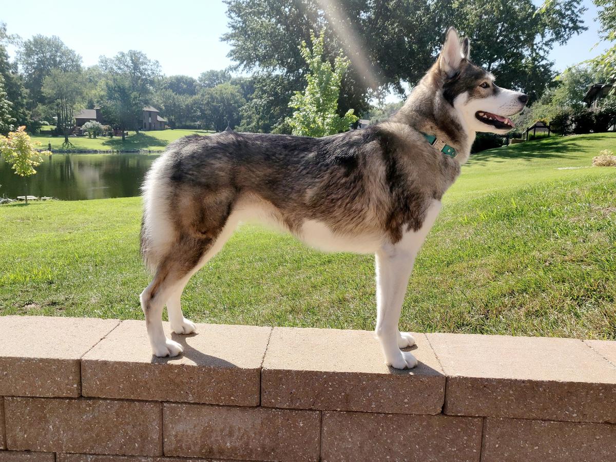 Little Bit Kyra | Siberian Husky 