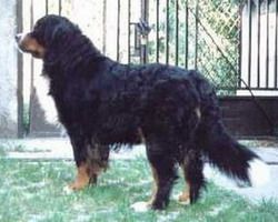 Yuni | Bernese Mountain Dog 